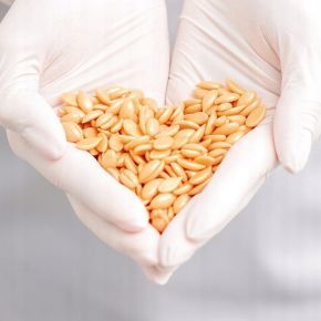Zestaw do depilacji woskiem twardym Natural 1kg + Natural 250g GRATIS