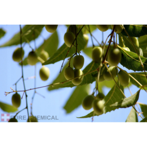 Pure Chemical Olejek neem Naturalny olejek nawilżający odżywiający skórę i włosy, wzmacnia paznokcie 100ml