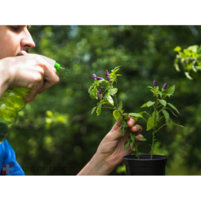 Pure Chemical Olejek neem Naturalny olejek nawilżający odżywiający skórę i włosy, wzmacnia paznokcie 100ml