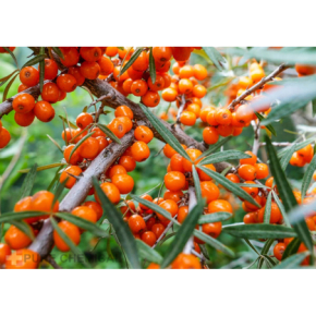 Pure Chemical Olejek z owoców rokitnika Naturalny olejek regeneracyjny, przeciwzmarszczkowy, antyoksydacyjny 100ml