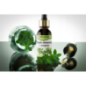 Pure Natura Olejek eteryczny z oregano Naturalny olejek eteryczny przeciwzapalny i antybakteryjny wspomagający odporność oczyszczający 100ml - 2