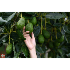 Pure Natura Olejek z awokado Naturalny olejek pielęgnacyjny i odżywczy do włosów i skóry 100ml